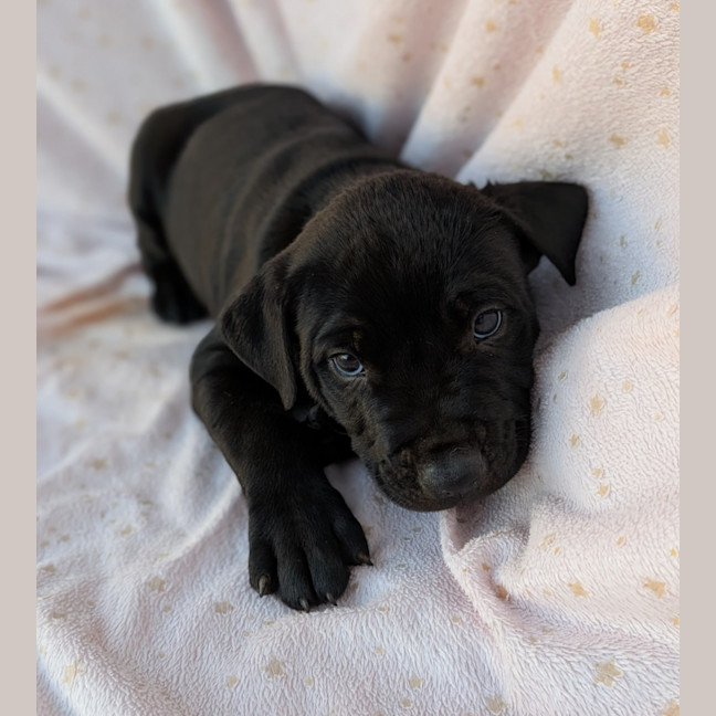 Photo of Boomer