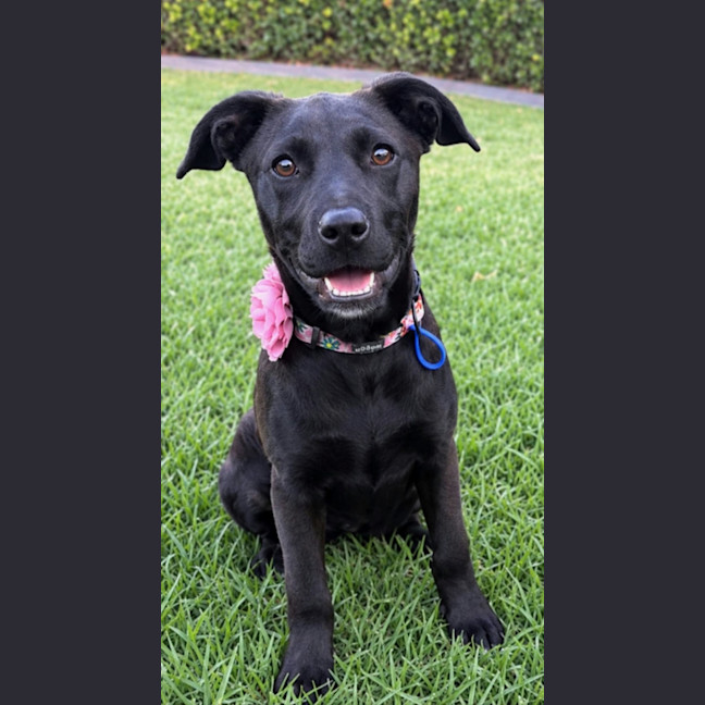 Photo of Hope   5 Month Old Mixed Breed