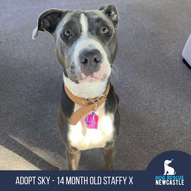 Photo of Sky   14 Month Old Staffy X