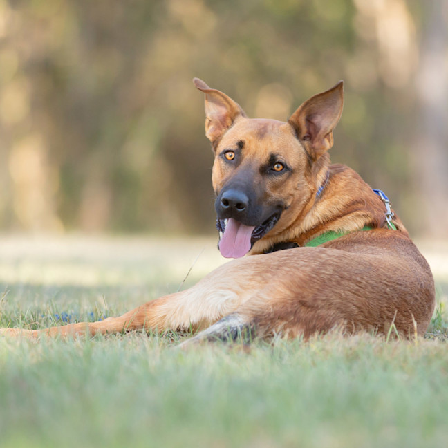 Photo of Aslan