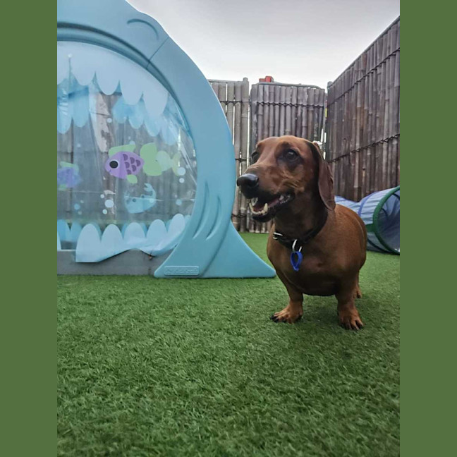 Photo of Bunji