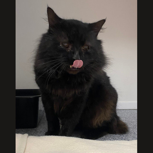 Photo of Buddy