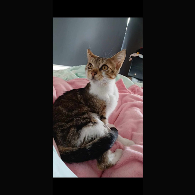 Photo of Frank Meet Me@Petstock Keysborough Store 