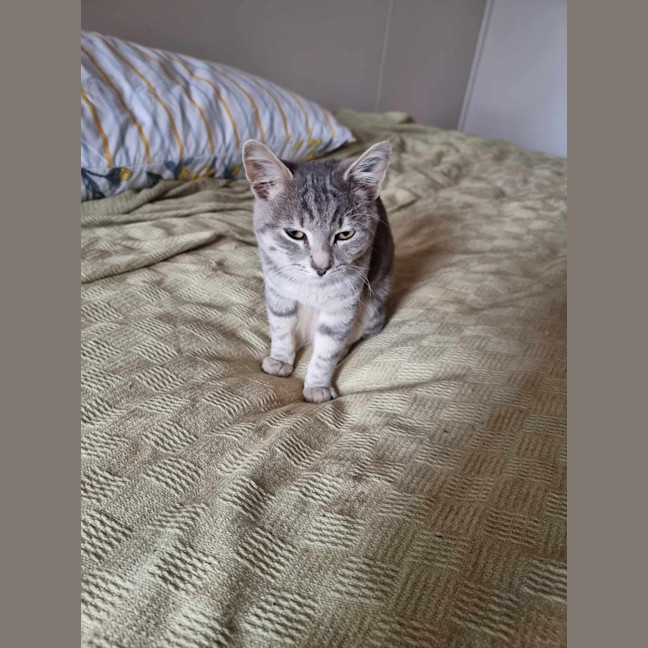 Photo of Biscuits (Was Rueben)