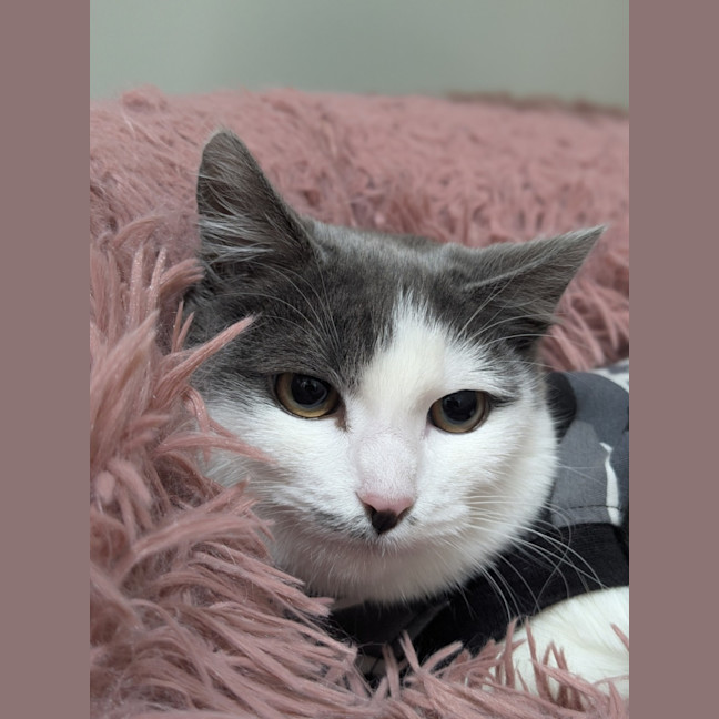 Photo of 💕 Milli 6181 💕