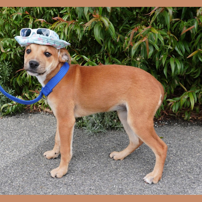 Photo of Ginger And Rodger