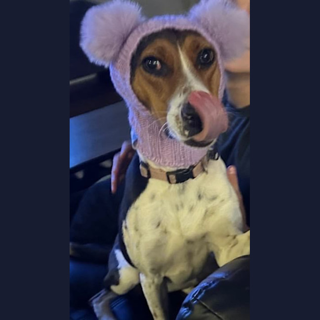 Photo of Daisy   Assisted Rehome 