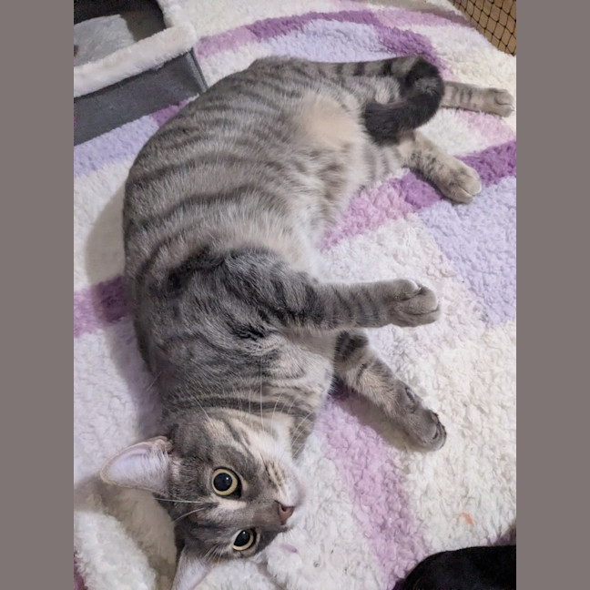 Photo of Cherry