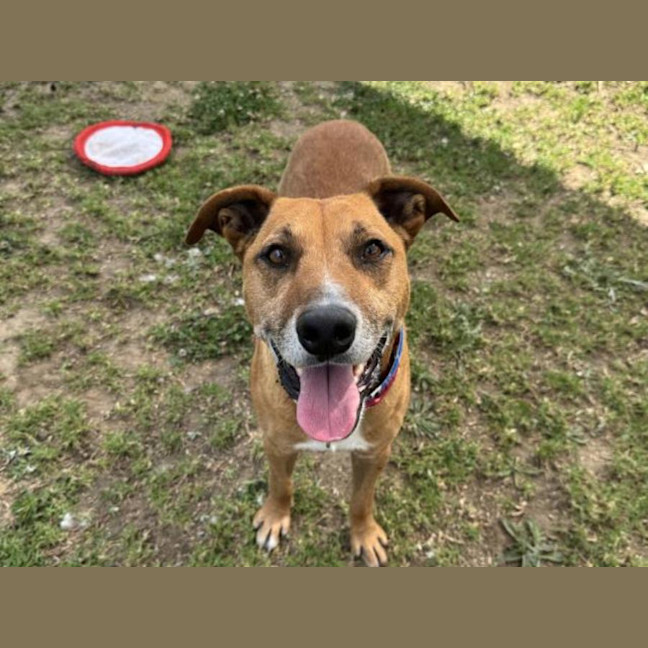 Photo of Buster Imp 2595