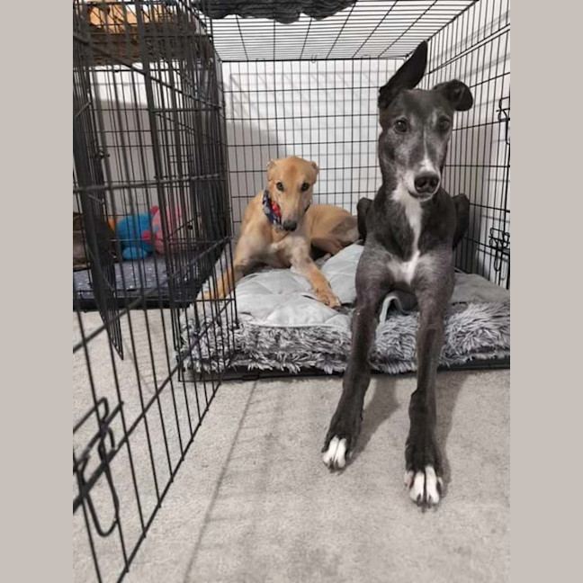 Photo of Ray, The Cat Tolerant Greyhound