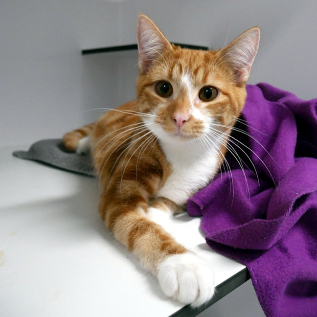 Photo of Honey Suk014060