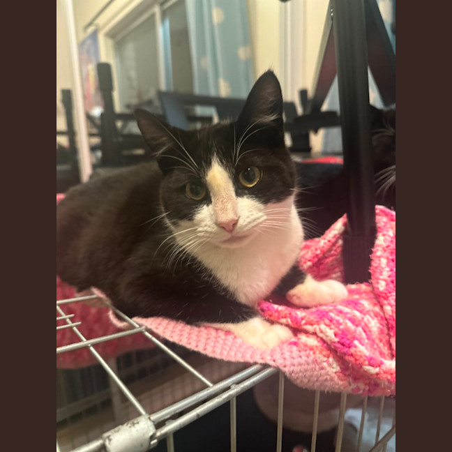 Photo of Felix   Tuxedo