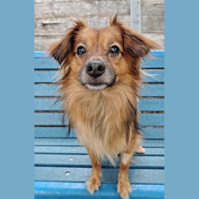Photo of Pear