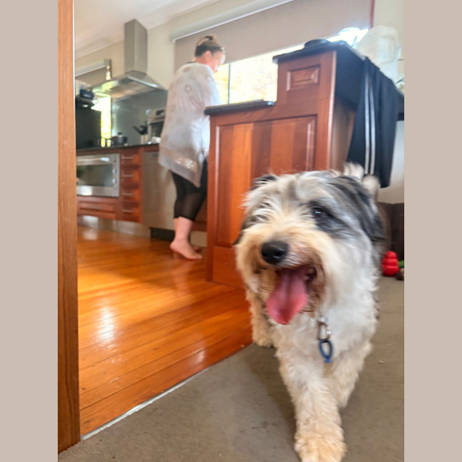 Photo of Buddy