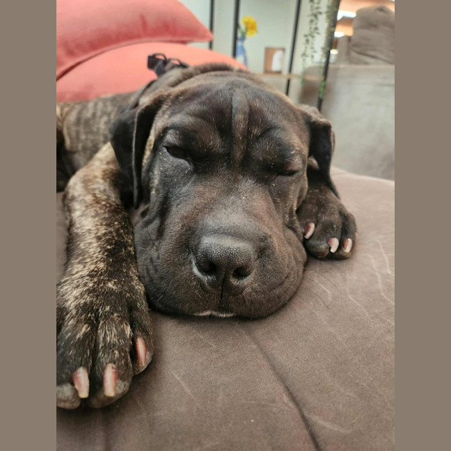 Photo of Sprout   9 Month Old Mastiff X