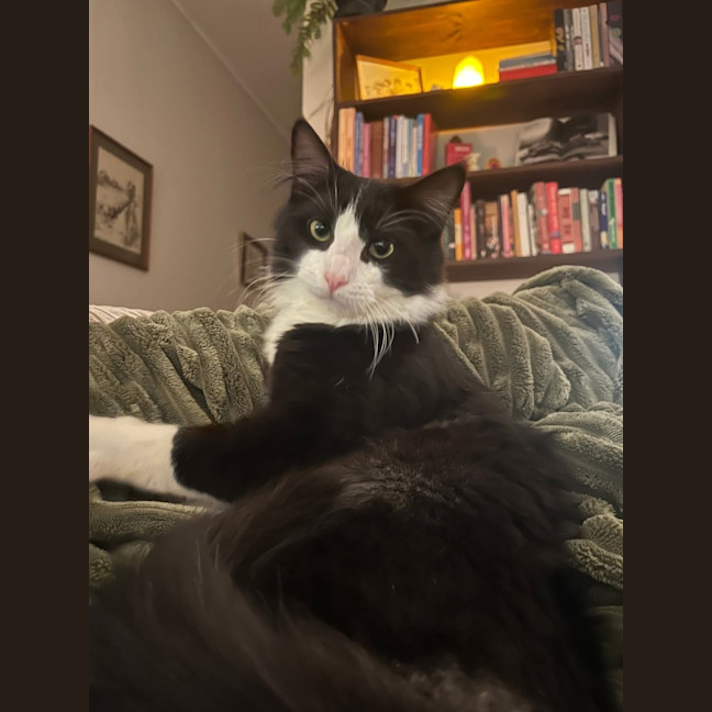 Photo of Sylvester 🐾