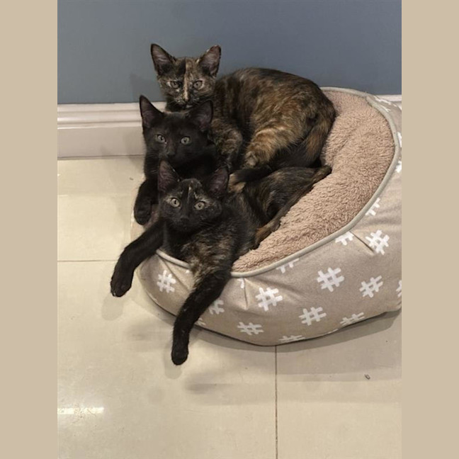 Photo of Chiko Meet Me@Petstock Keysborough Store 