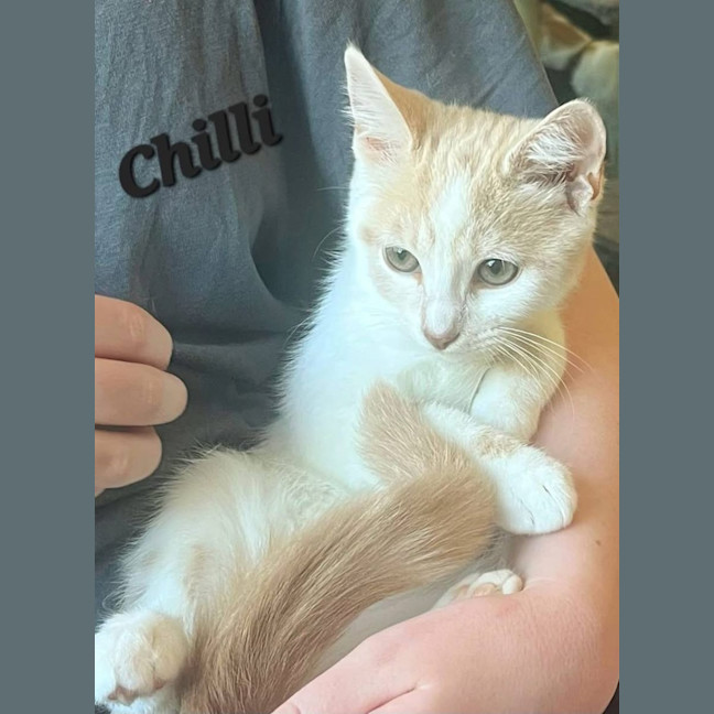 Photo of Chilli