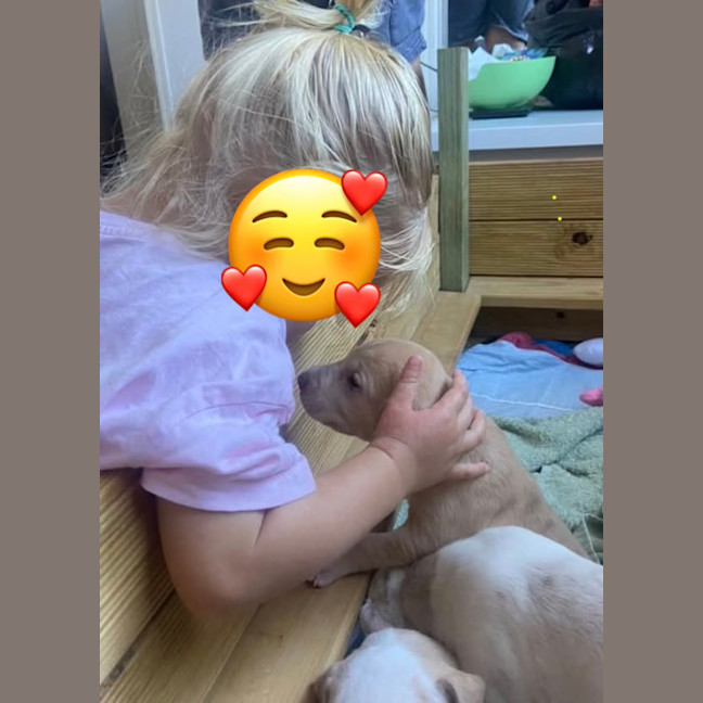 Photo of Cera (Skye's Puppy)