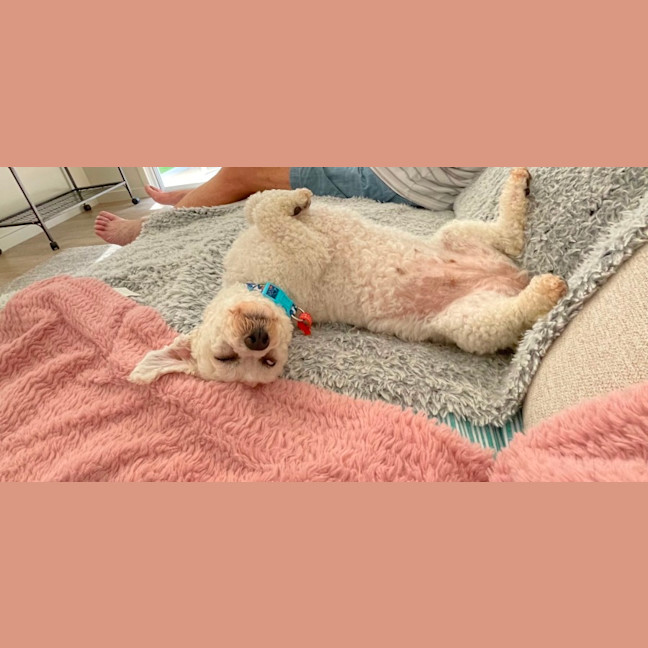 Photo of Little Miss Terra 