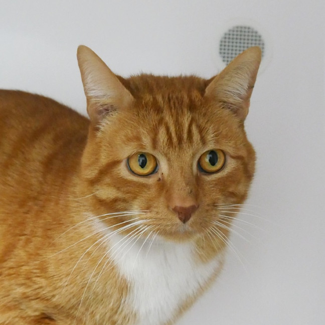 Photo of Pumpkin Sta015434