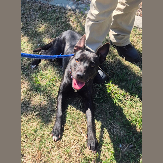 Photo of Miss Bambi (4286)