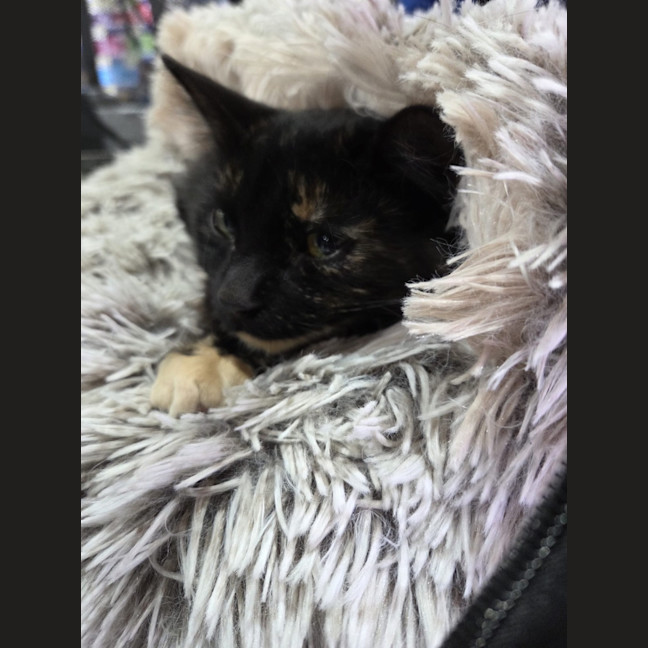 Photo of Tortie Girl