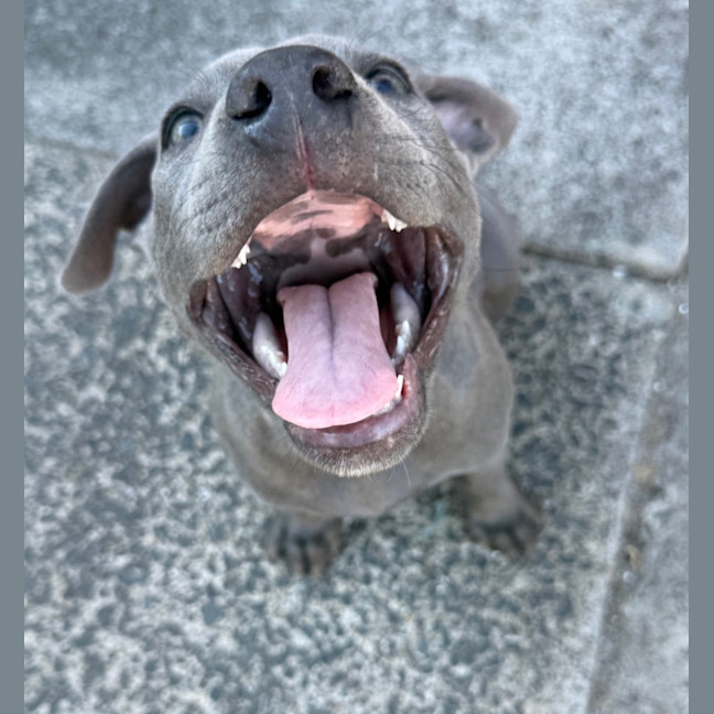 Photo of Velvet Teddy