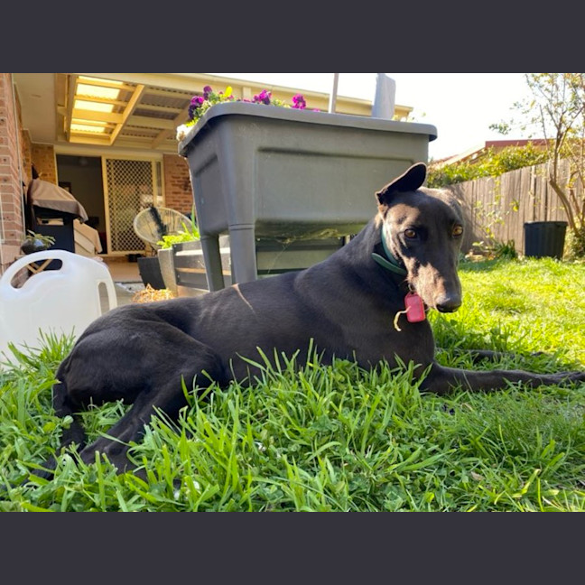 Photo of Missy, They Greyhound