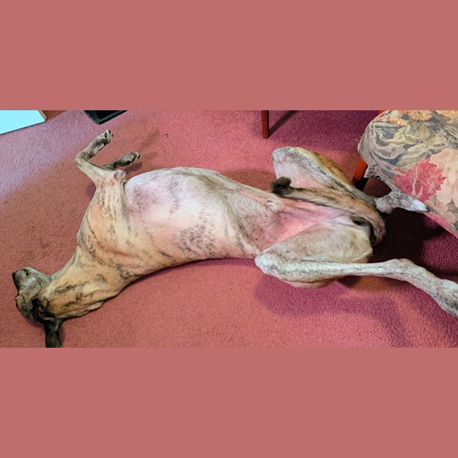 Photo of Silver, The Greyhound