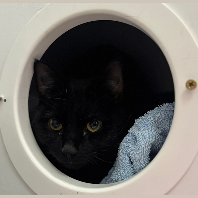 Photo of Salem Thomson