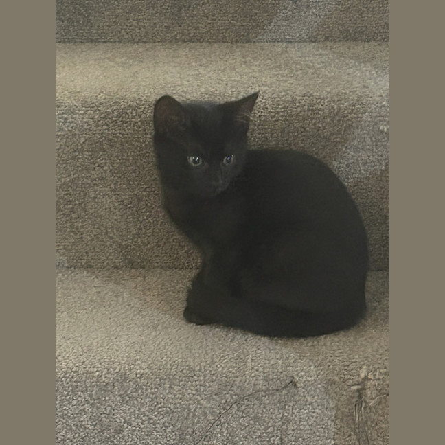 Photo of Midnight Meet Me@Petstock Chelsea Store