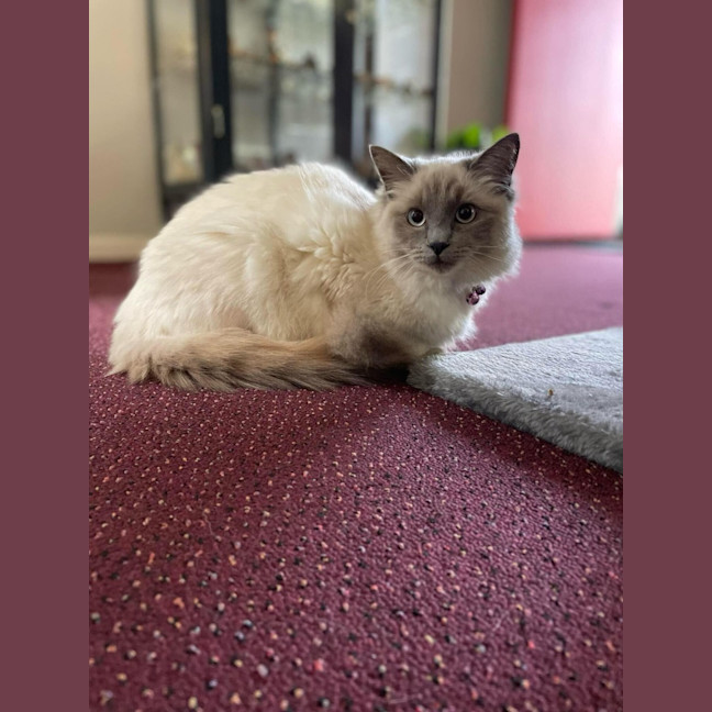 Photo of Lily