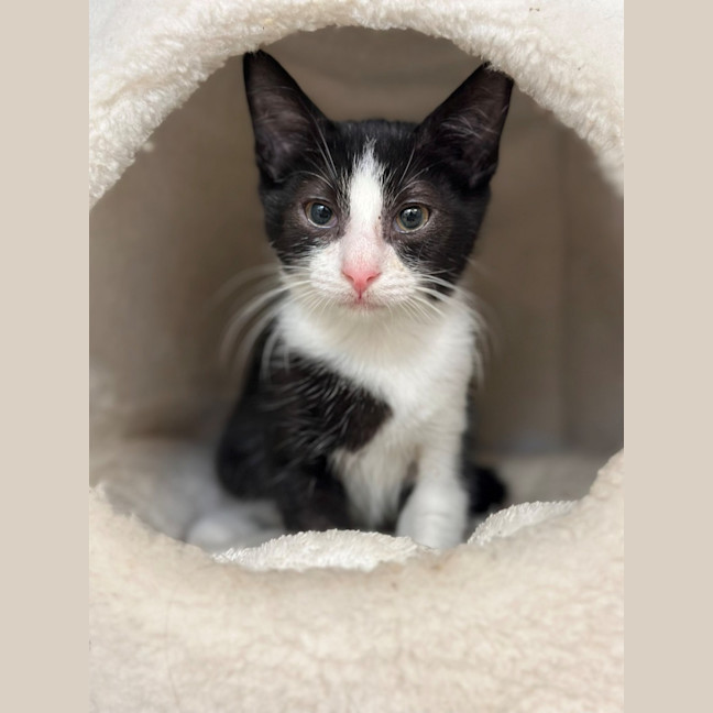 Photo of Spyder
