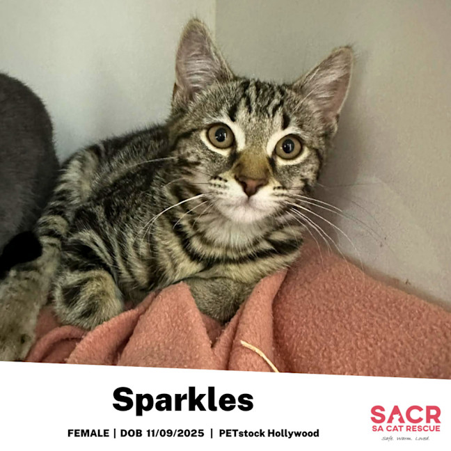 Photo of Sparkles