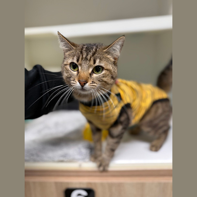 Photo of 🍯 Mabel 6609 🍯