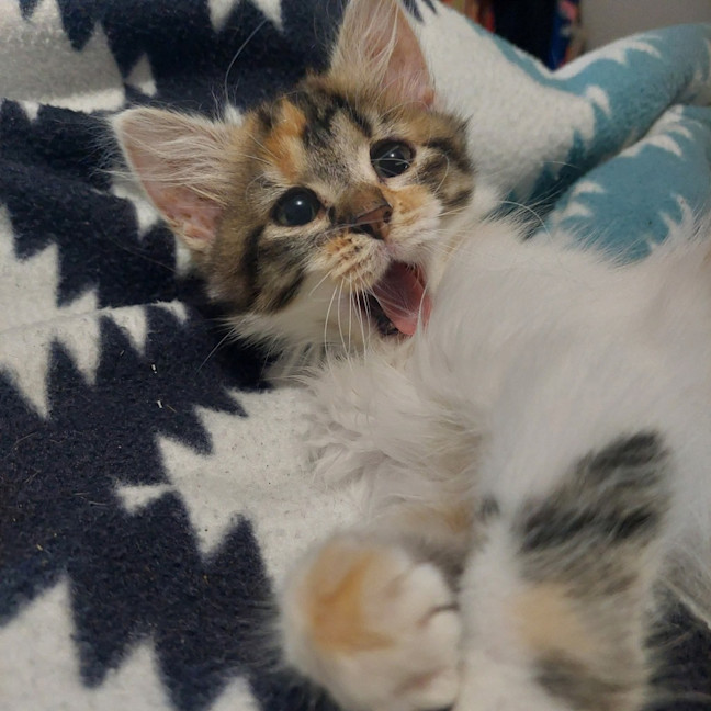 Photo of Harlow