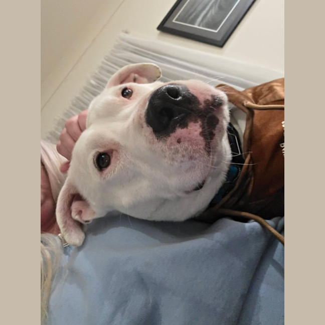 Photo of Corny (Cornelius)