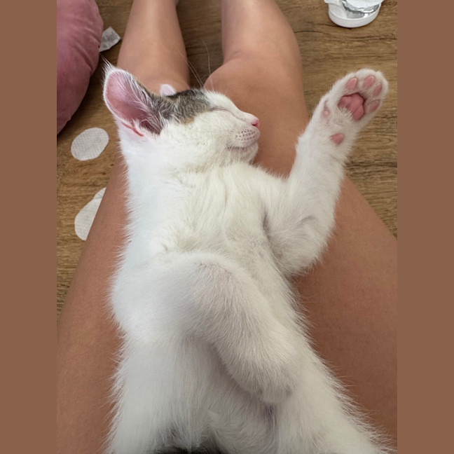 Photo of Biscuit And Bean