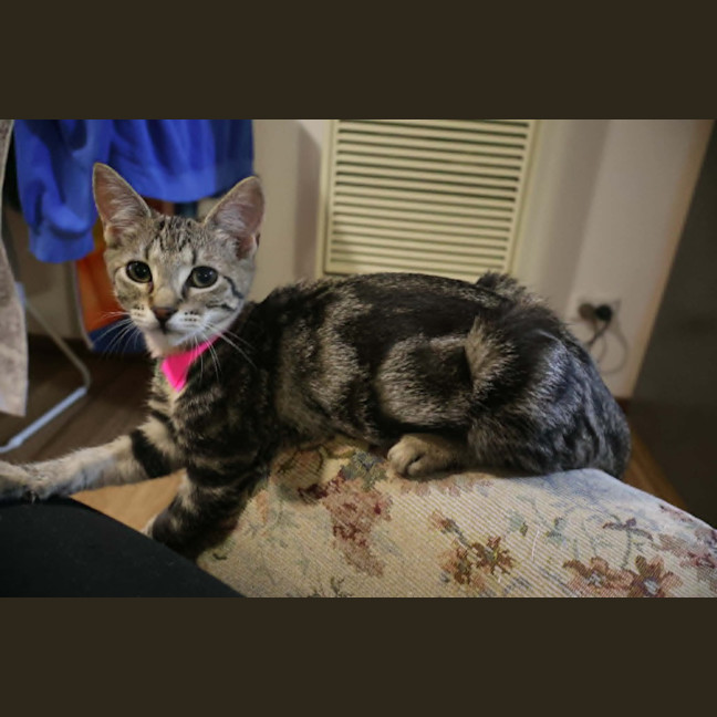 Photo of Pinkie