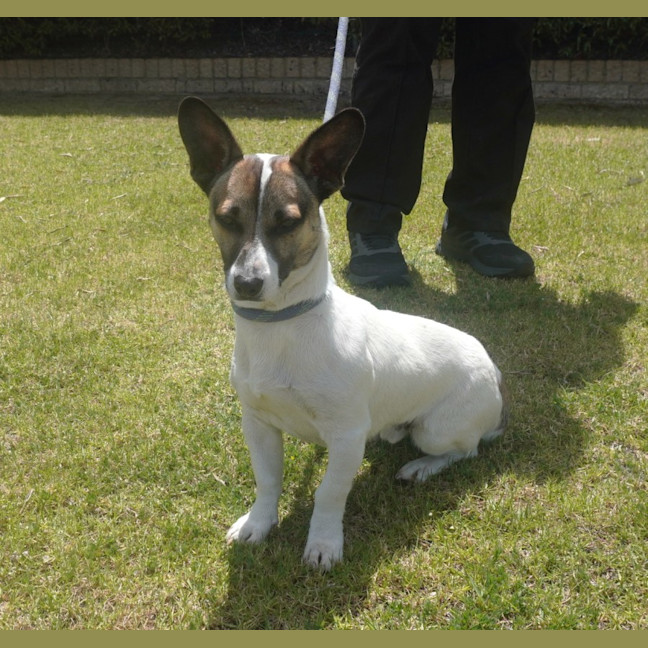 Photo of Huxley