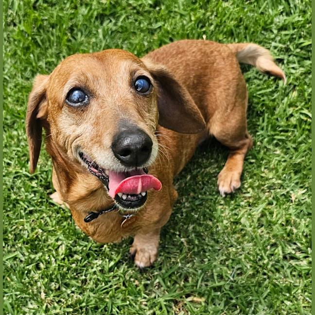Photo of Sizzle