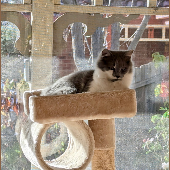 Photo of Kit Kat
