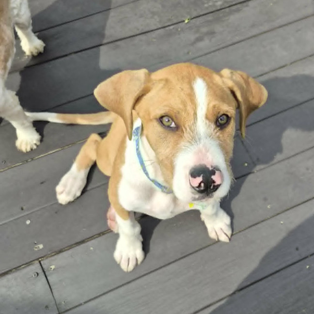 Photo of Sparky