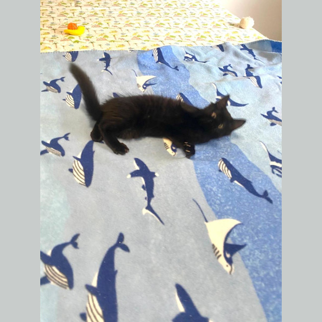 Photo of Simba & Apollo