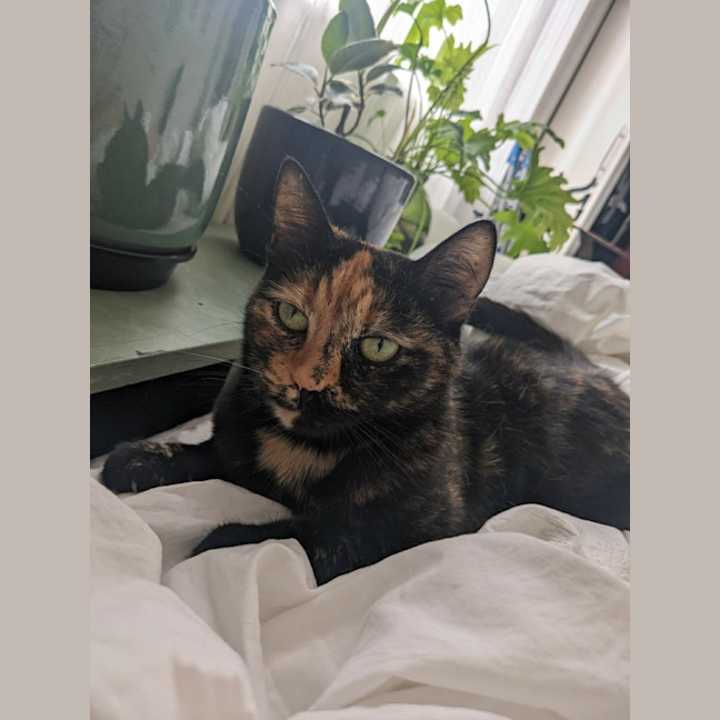 Photo of Nivvy   In Foster In Coburg