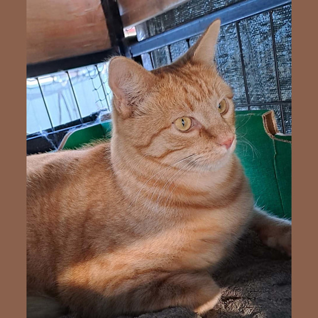 Photo of Ludo