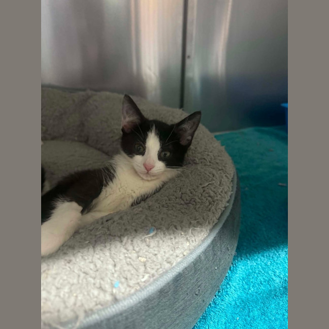 Photo of Penne   In Foster Care In Ashburton