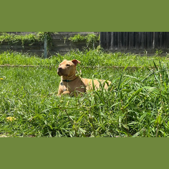 Photo of Coco