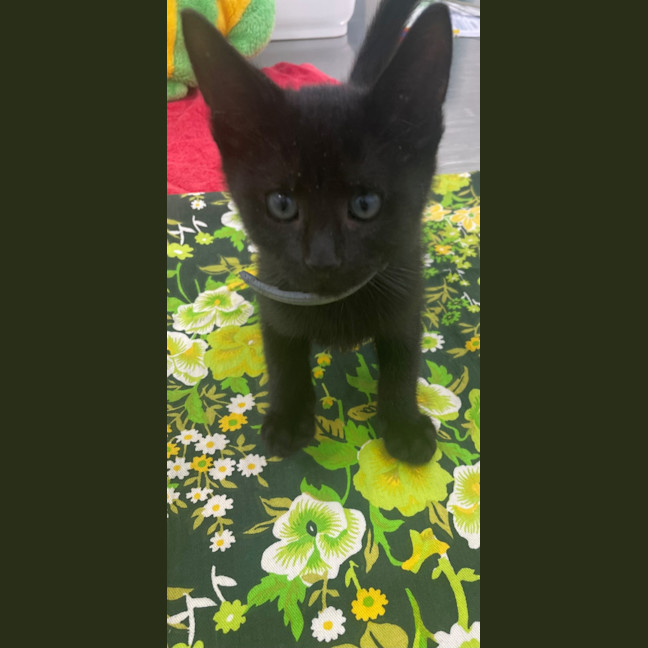 Photo of Prancer (8909)